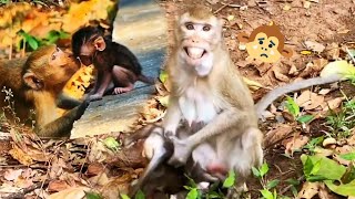 Baby Monkey Died Suddenly, Mother Monkey Was Very Sad