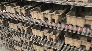 dry pressed molded pulp tray packaging