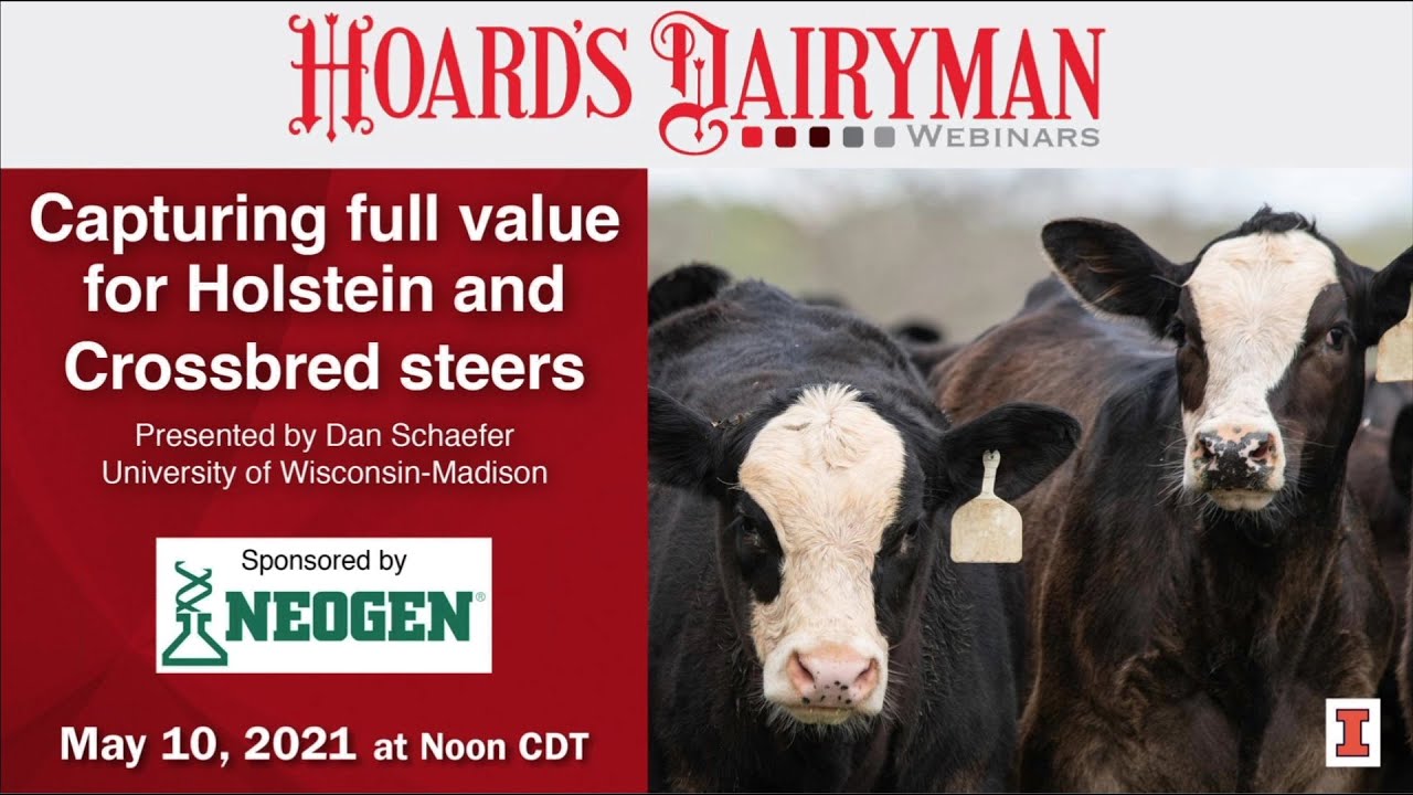 Capturing Full Value For Holstein And Crossbred Steers