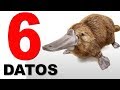 ¡El Ornitorrinco Uno De Los Animales Más Sorprendentes Del Mundo!  6 Datos Que Nadie Conoce