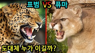 표범 VS 퓨마 고양이과 맹수 2대장은 누구일까? 전투력분석