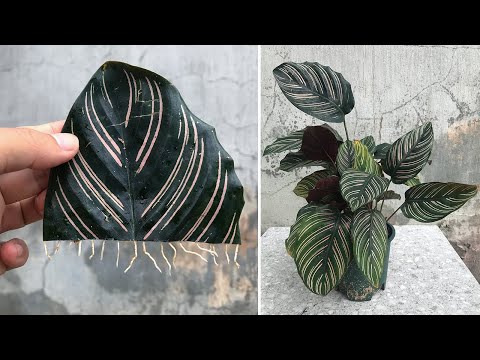 How to propagate Calathea Ornata by leaves effectively