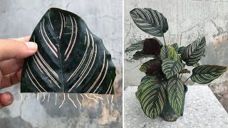 How to propagate Calathea Ornata by leaves effectively