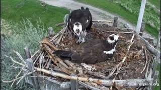 Getting Charlie off the eggs, 5/15/24 - Charlo osprey nest via Explore.org