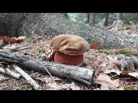 Video: Jak Zachránit Hřib