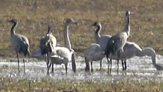 Miracle Morning, The arrival of the Cranes and Swans