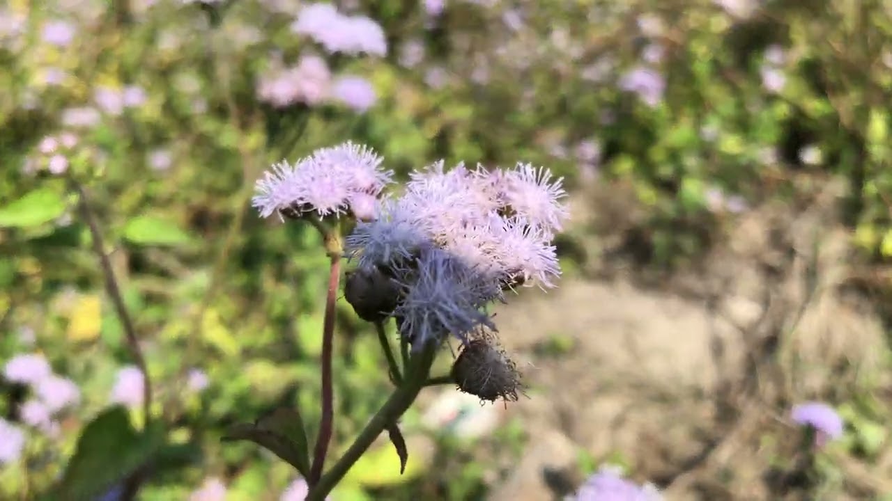 প্রকৃতির কি সুন্দর ফুল