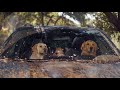 Subaru Dog Tested | Off-Roading