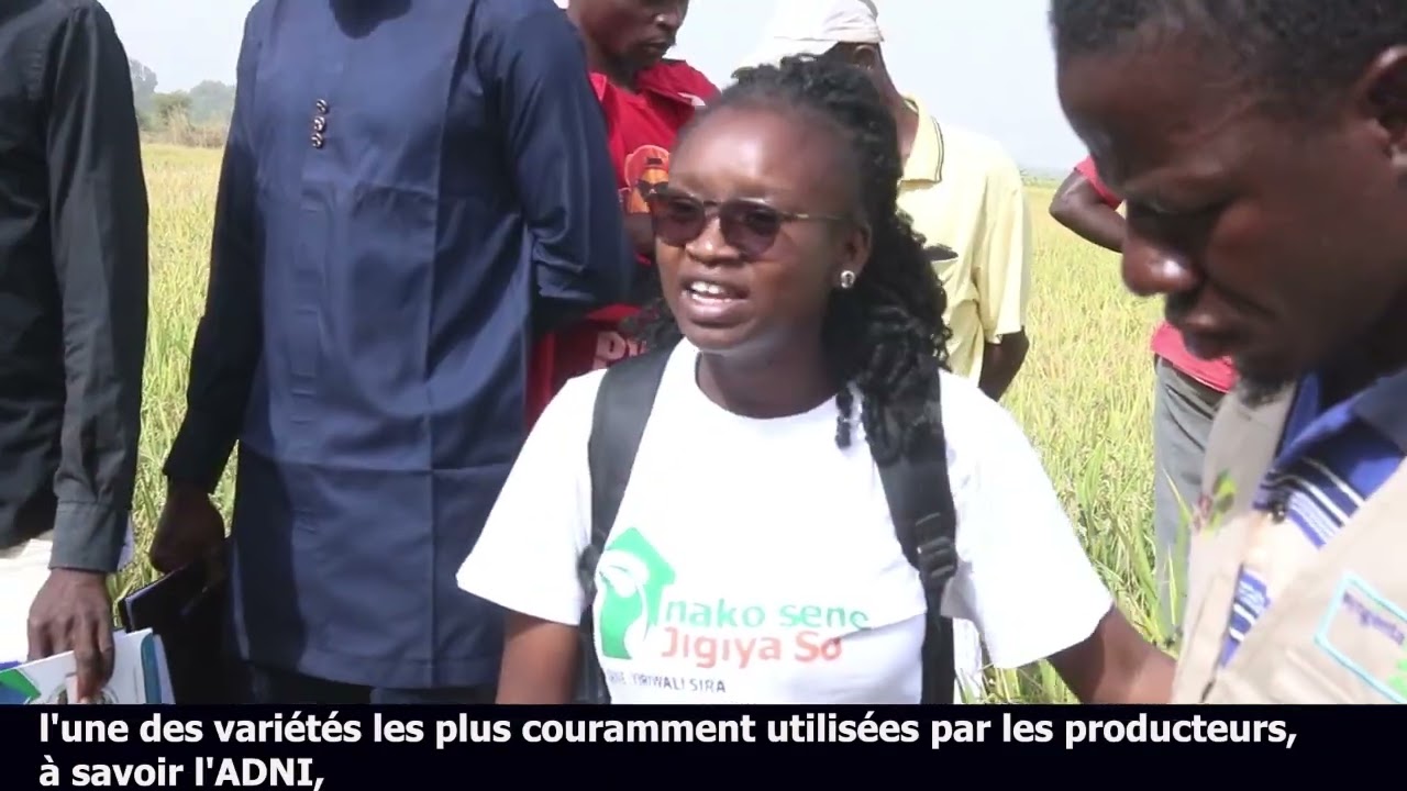 DES NOUVELLES VARIETES DE SEMENCES DE RIZ POUR PERFORMER LA REVOLUTION AGRICOLE AU MALI