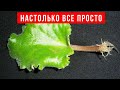 НЕОБЫЧНЫЙ, но очень ЭФФЕКТИВНЫЙ СПОСОБ размножения