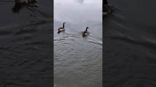 Geese swimming at the lake. #animals #birds #geese #goose #lake #lakeview