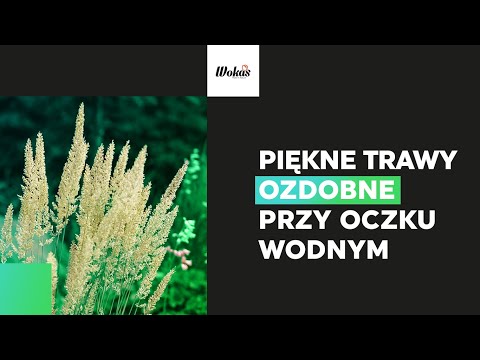 Trawy ozdobne nad oczko wodne – gatunki i pielęgnacja | Zielona Szkoła WOKAS #12