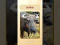 English Pronunciation - Buffalo #learn #english #animals #pronunciation  @VisualVoiceEnglish