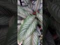 Calathea White Star #plants#shorts