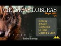 Ataques de Lobo en España - 1ª semana de Mayo 2022