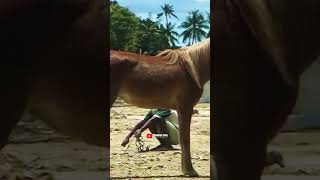 Mr Kokono Breeding art horse animals funny anime trending cute nature family viral