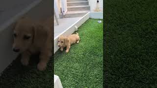 This Puppy Has More Energy Than My Morning Coffee! ☕️🐶