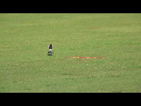 Loggerhead Shrike harasses Corn Snake