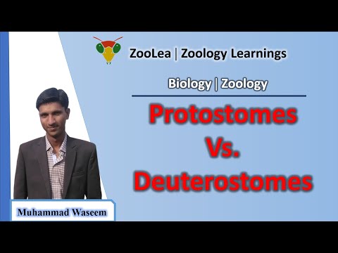 Protostomes vs. Deuterostomes | ZooLea | Lesson 14 | Biology (Zoology)