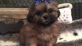 A Real Heart Warmer, Sable Shih Tzu Puppy