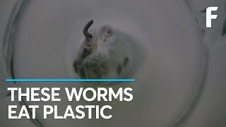 Worms Could Hold the Key to Reducing the World's Plastic Waste