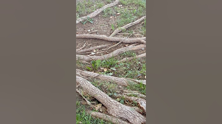 Temukan akar pohon yang luar biasa 🫚 menyebar di luar tetapi pohon itu kuat🌳alam adalah yang terkuat.