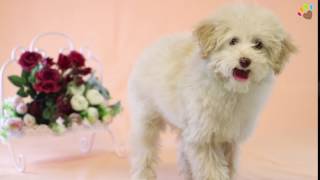 Ülkemizde Nadir Bulunan Maltipoo Yavrumuz Major