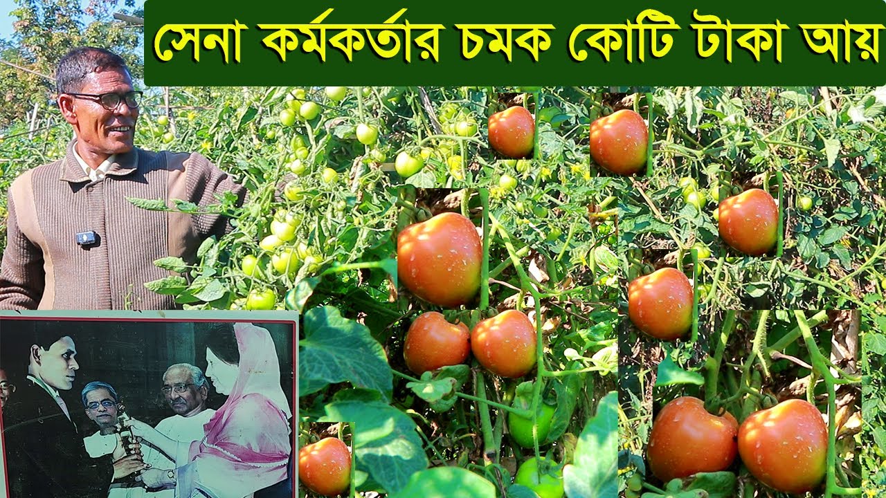 পুরস্কার প্রাপ্ত সেনা কর্মকর্তার চমক টমেটো চাষ করে কোটি টাকা আয় krishi tv