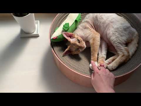 日向ぼっこしているデボンレックス兄と遊びました(Playing with Devon Rex cat basking in the sun)