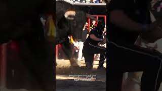 QUIEBRO CON LA CARA TAPADA DE RODILLAS A UN TORO  #recortes #torosbravos #españa