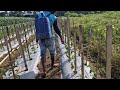 INCREDIBLE NATURAL FERTILIZER THAT MAKES CHILI PLANTS THRIVE! - Iot in agriculture