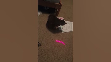 arduino laser cat toy bad programming