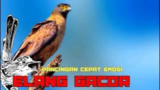 Suara Elang Gacor Bikin Burung Lain Cepat Emosi Ngotot