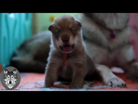 Vidéo: Camping Avec Loki Le Chien-Loup - Réseau Matador