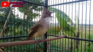 CUCAK JENGGOT GACOR NGEPIK RAPAT PART 2, Pancingan Cucak jenggot Anda yang malas berkicau