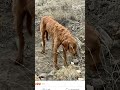Utah dog found abandoned with gunshot wounds to the head