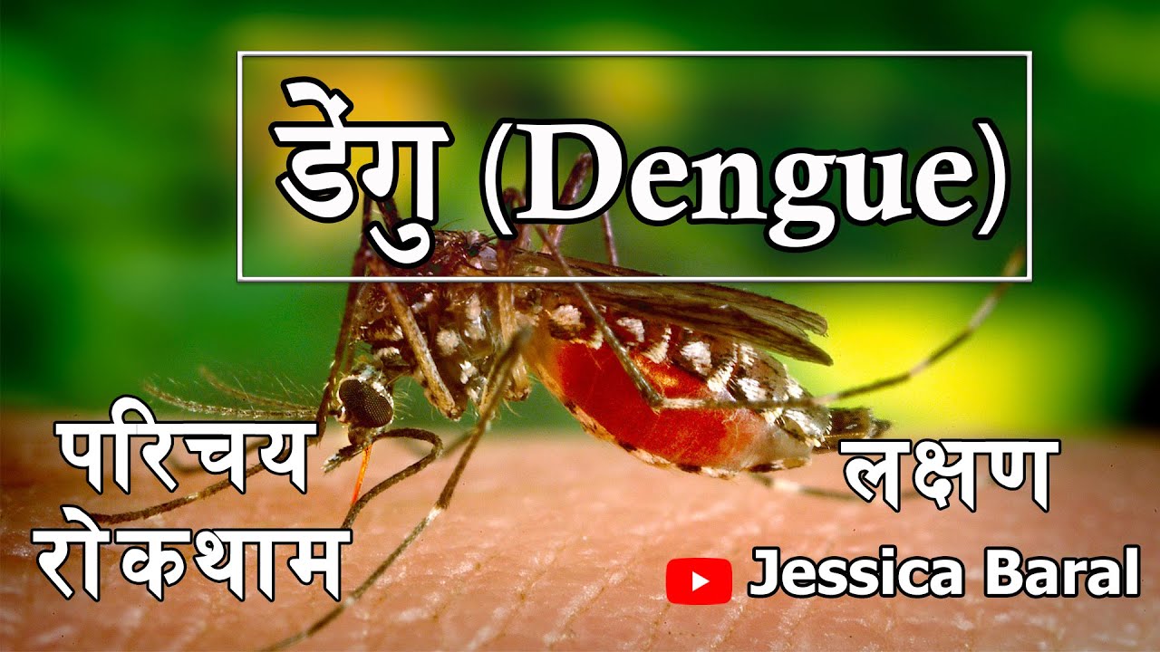 Dengue In Nepali YouTube dengue-in-nepali-youtube