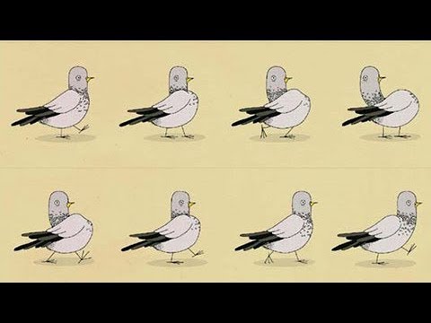 Video: Güvercinler yürürken neden başlarını sallarlar? Biyolojide bir ipucu