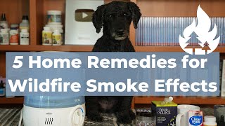 Protect Your Pet from Wildfire Smoke: 5 Effective Home Remedies