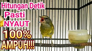 Pancingan Burung Opior jawa Gacor Full Durasi Di Jamin 100% AMPUH