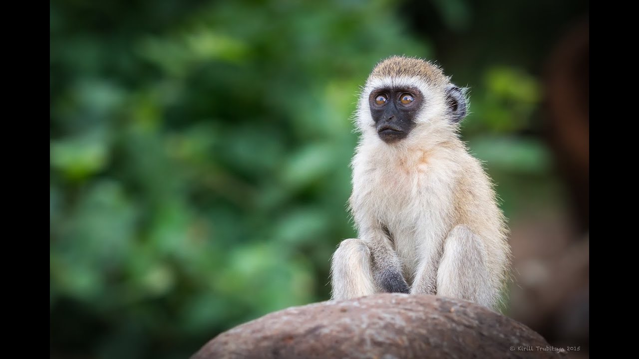 Верветка карликовая зеленая мартышка - YouTube
