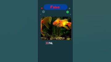True or False: Goldfish Only Have a 3-Second Memory? 🧐🐠