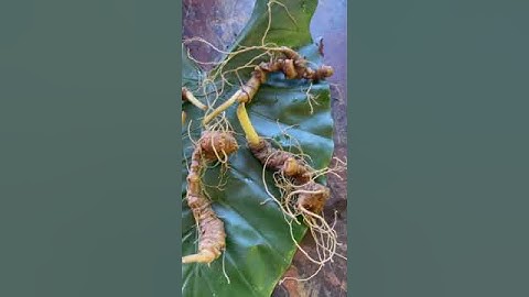 5 củ sâm rừng mời các bác dùng để biết chất lượng sâm 1 Lạng chưa tới 4 t 0377965679 e Nguyệt nhé