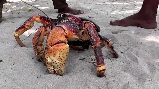 Giant Coconut Crab – the largest land crab in the world Giant Coconut Crab – the largest land crab in the world