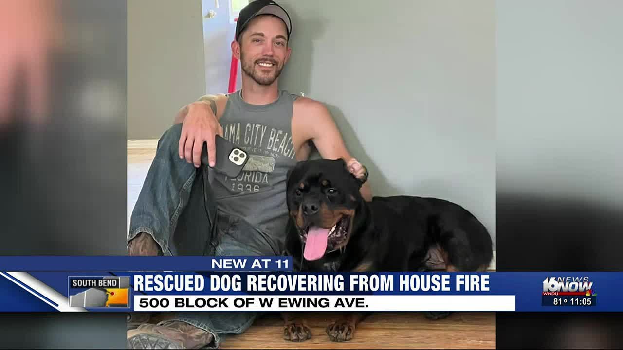 Rescued dog recovering from South Bend house fire - YouTube