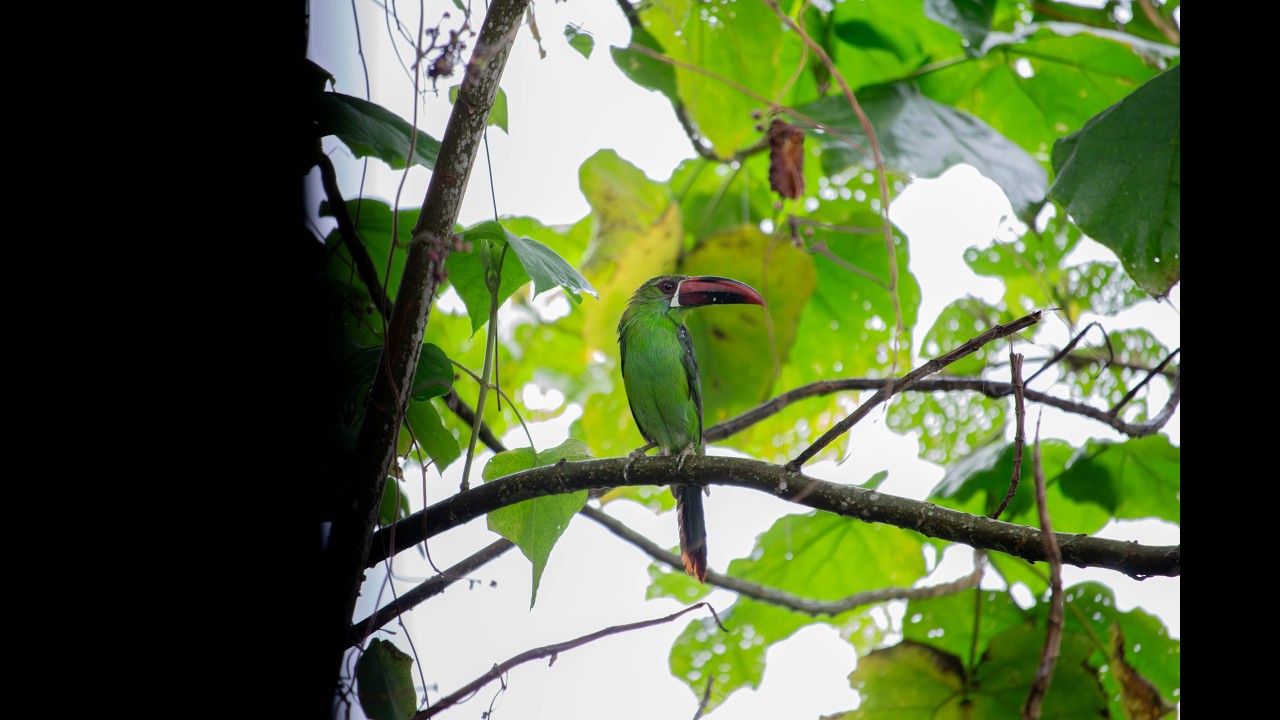 Aves de la Cuchilla - Vereda Planadas