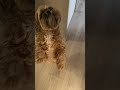 show this sound to your dog #dog #sweet #kunterbunt #cute #dance