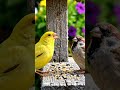 birds eating food . #birds #birdsounds #beautiful #shorts #trending #nature
