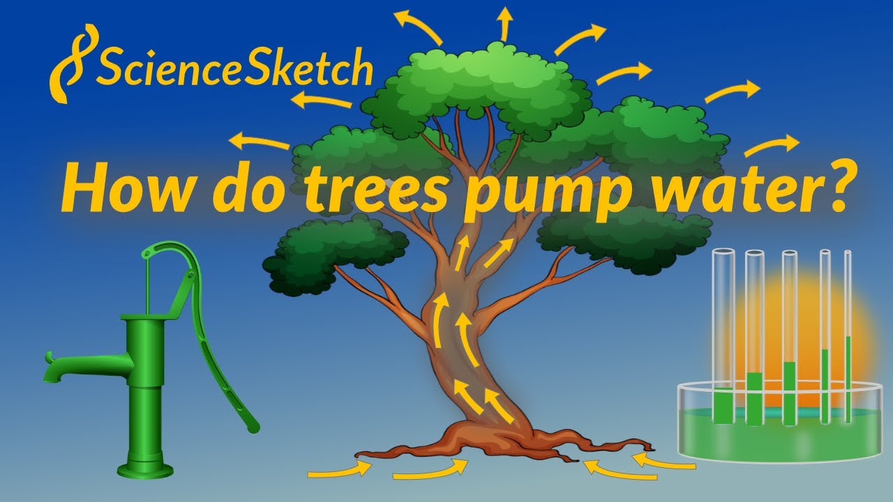 Uredelighed absolutte beton How do trees pump water? - YouTube