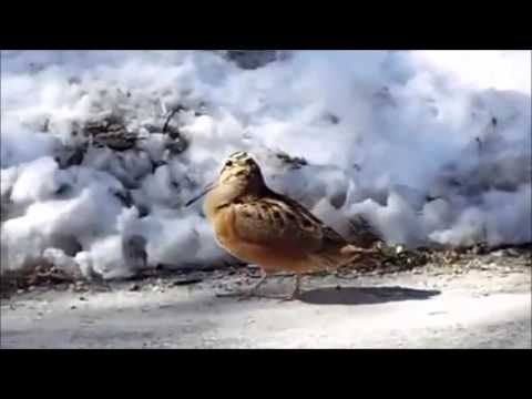 Dance Little Bird